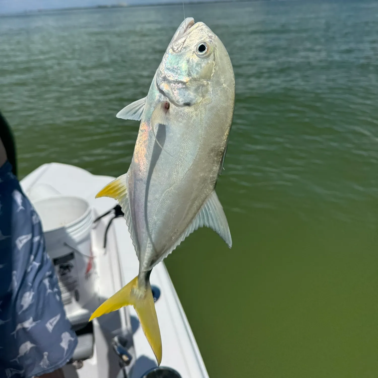 Crevalle jack caught on Fishbrain