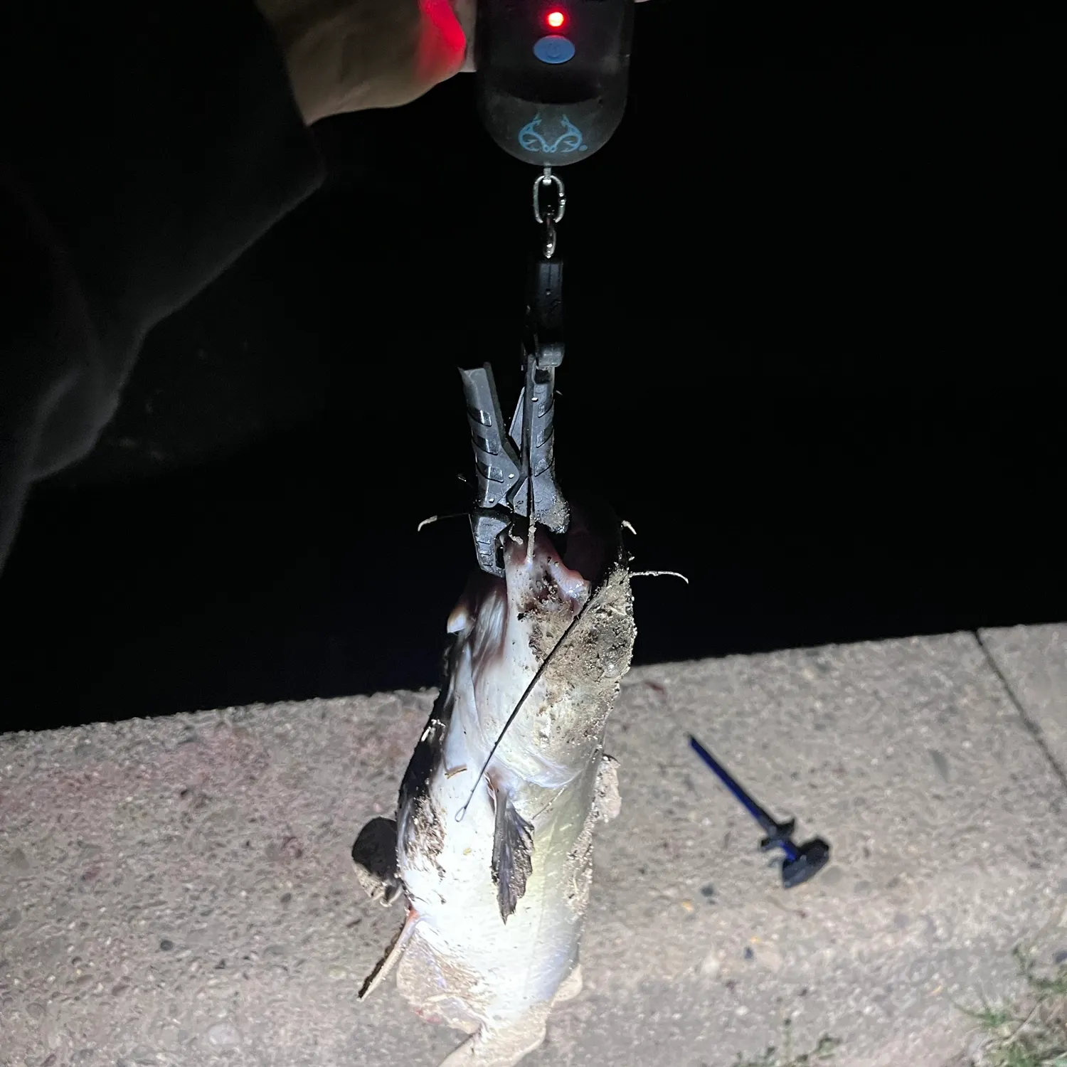Channel catfish caught on Fishbrain