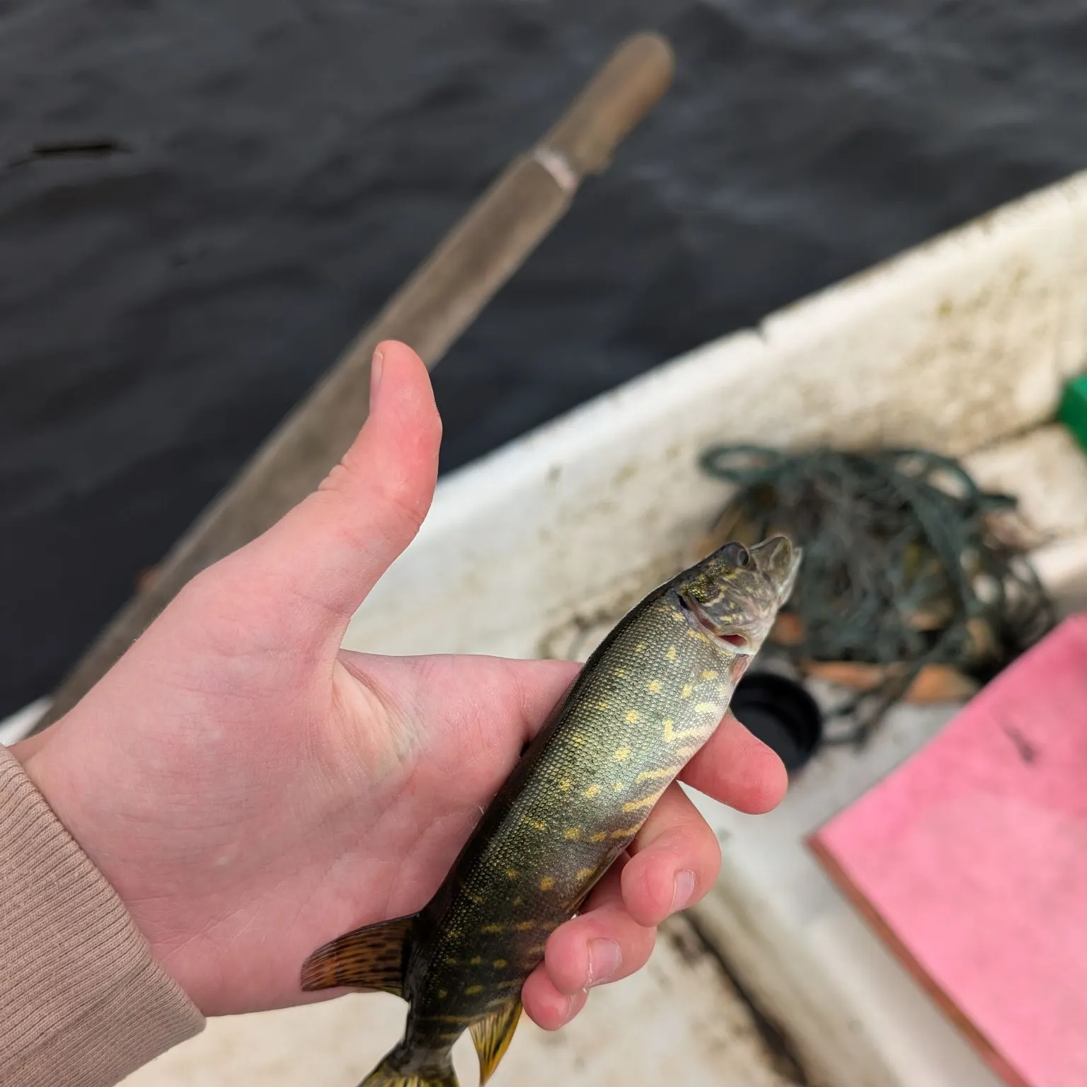 Northern pike caught on Fishbrain