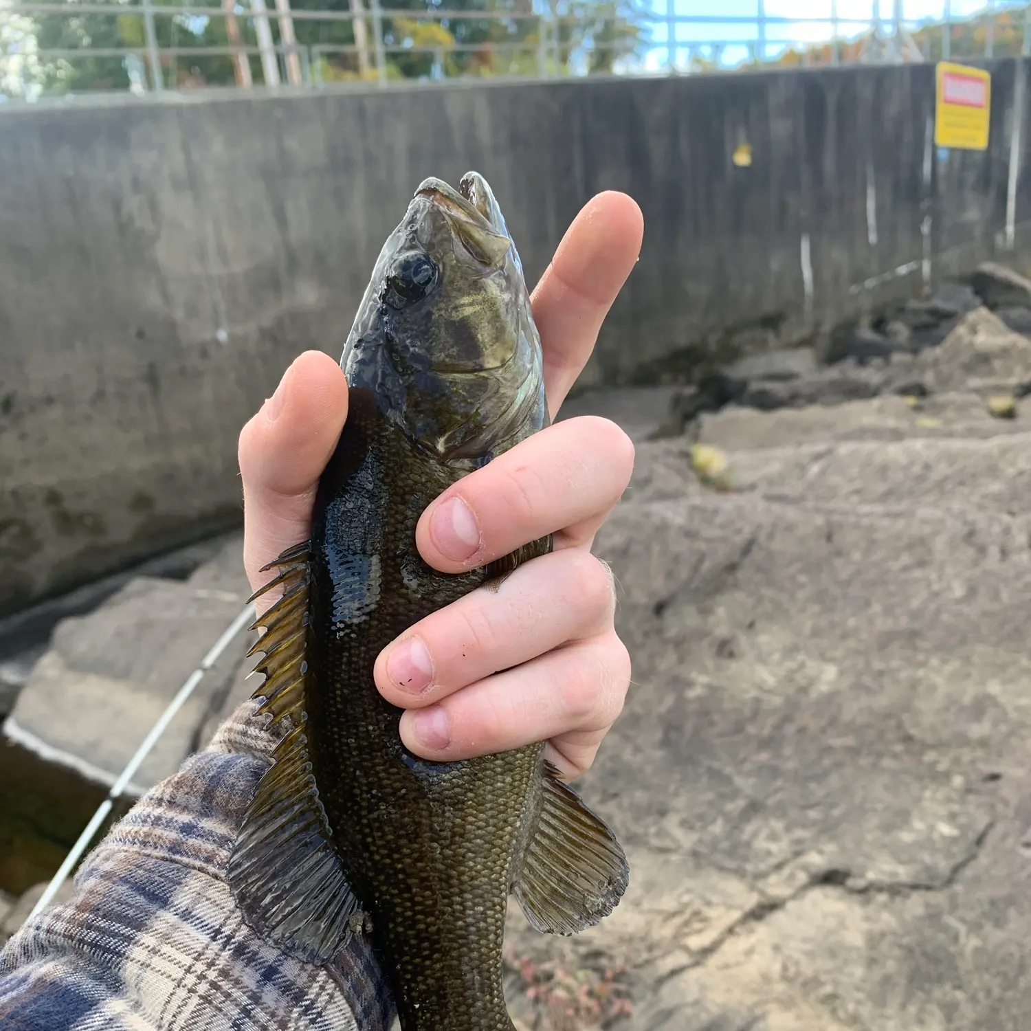 Smallmouth bass caught on Fishbrain