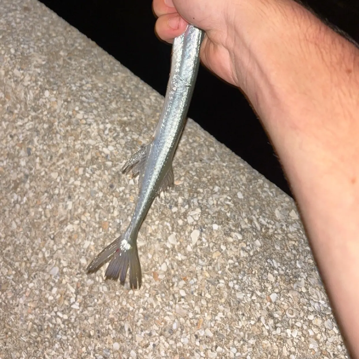 Atlantic needlefish caught on Fishbrain
