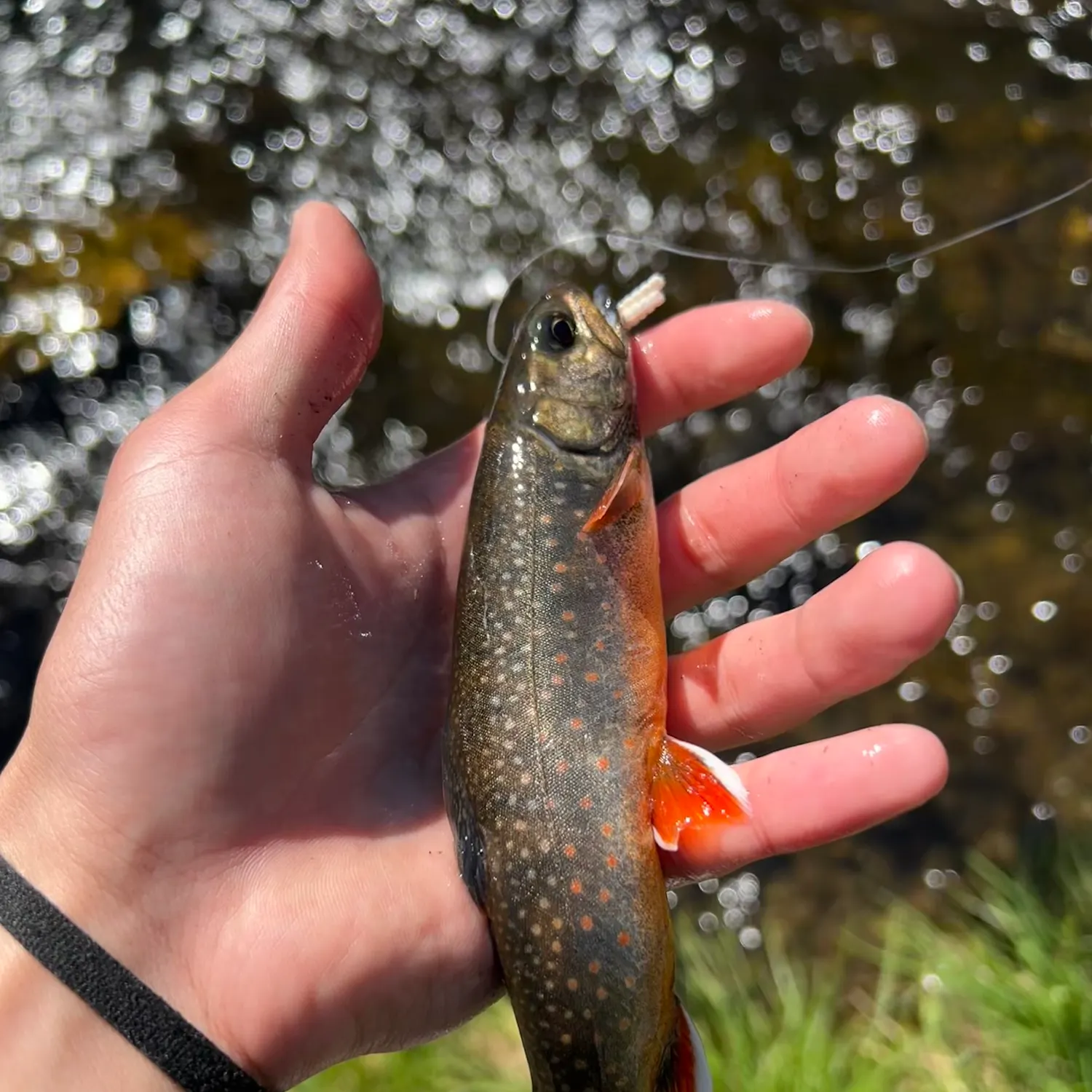 The most recent Dolly varden catches on Fishbrain