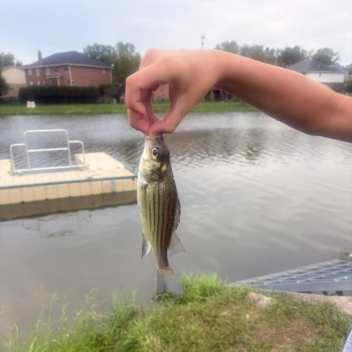 Fish caught on Fishbrain