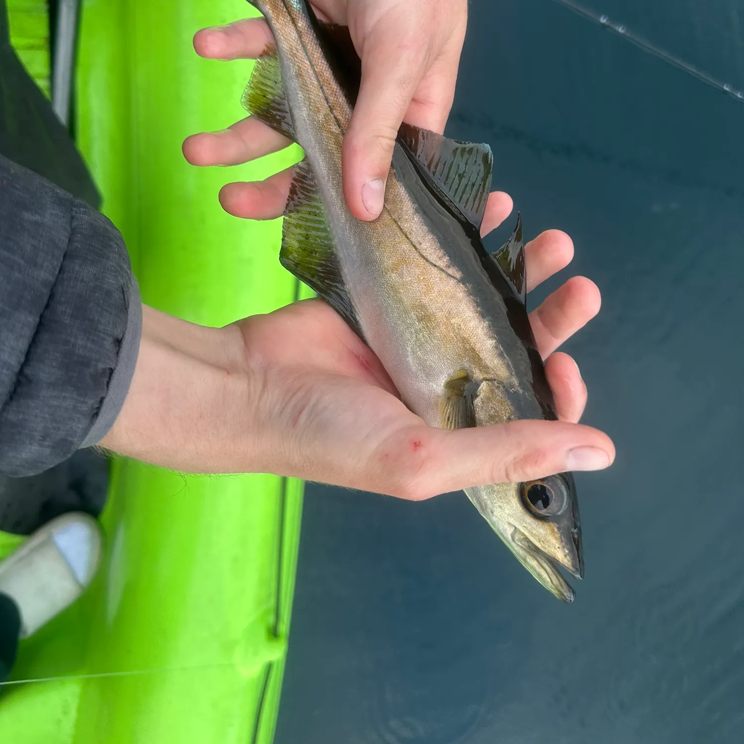 The most recent Pollack catches on Fishbrain