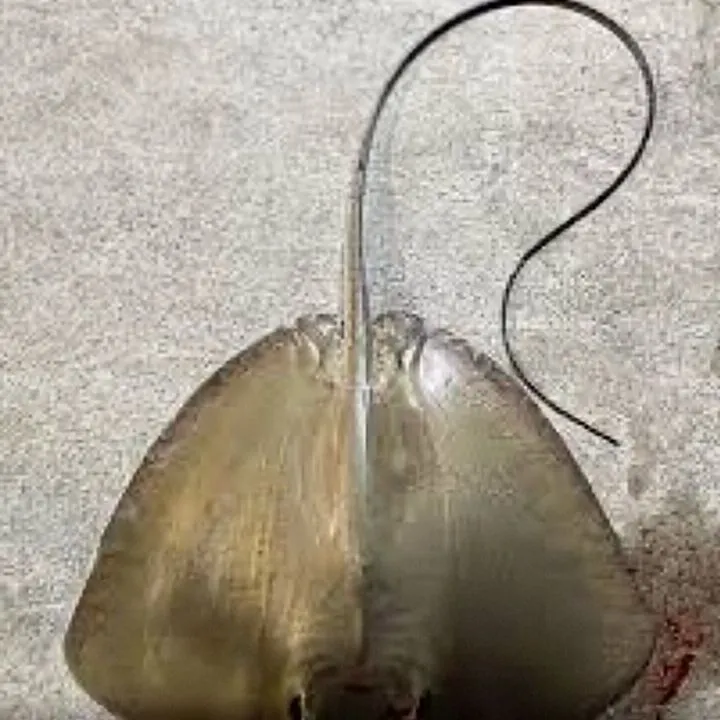 The most recent Common stingray catches on Fishbrain