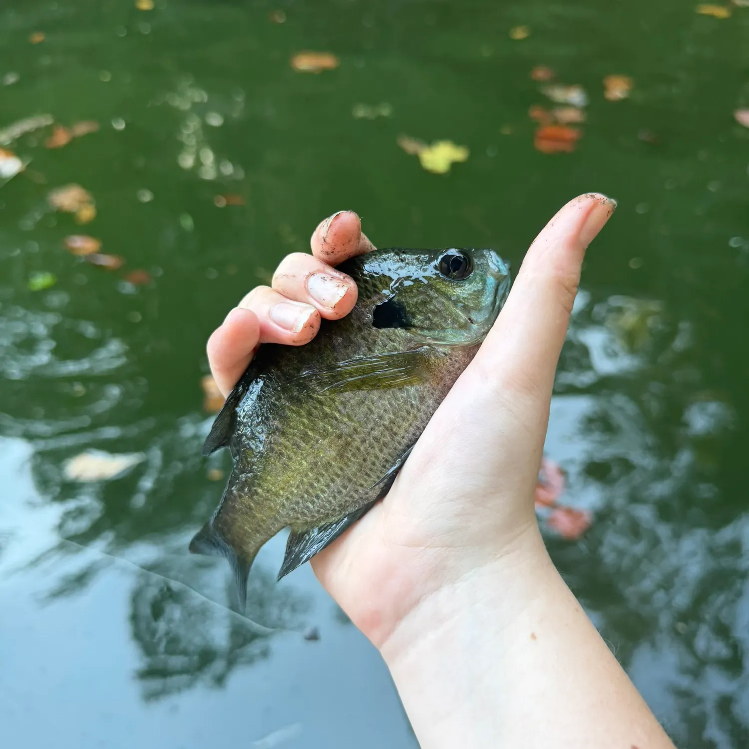 Bluegill caught on Fishbrain