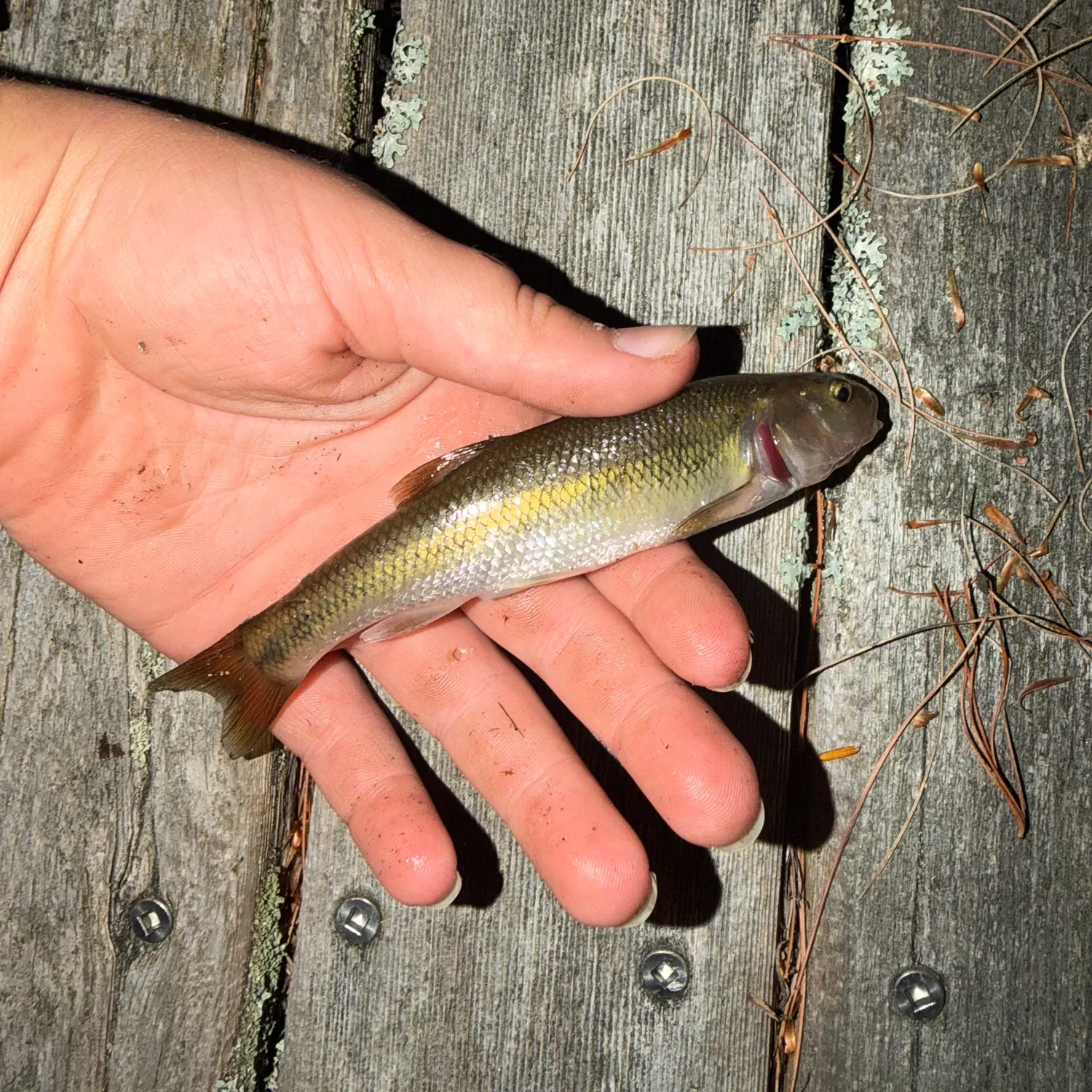 Creek chub caught on Fishbrain