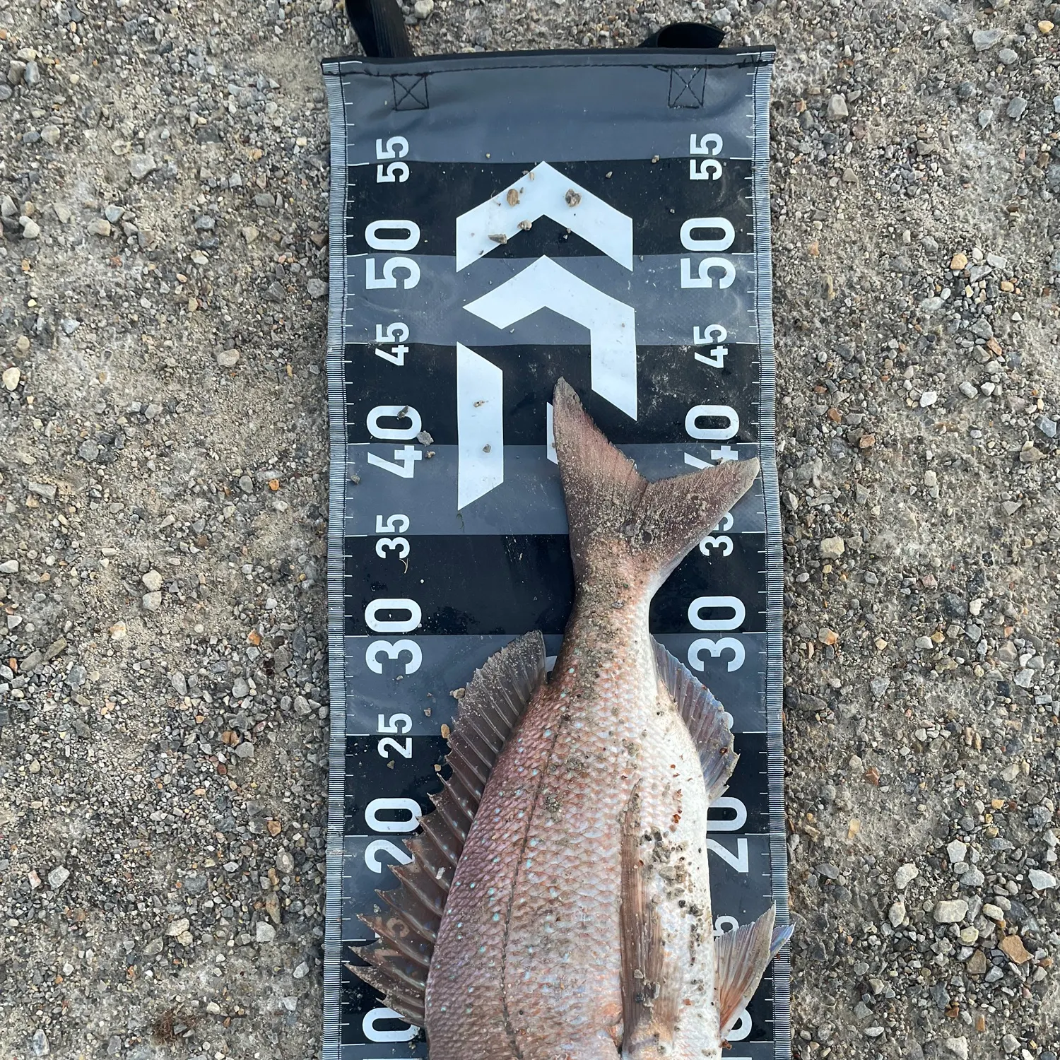 Australasian snapper caught on Fishbrain