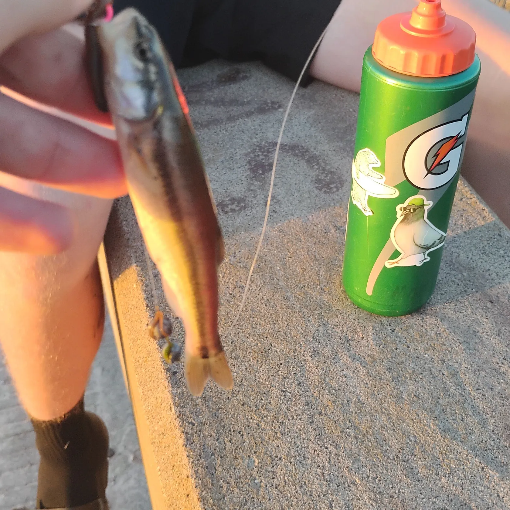 recently logged catches