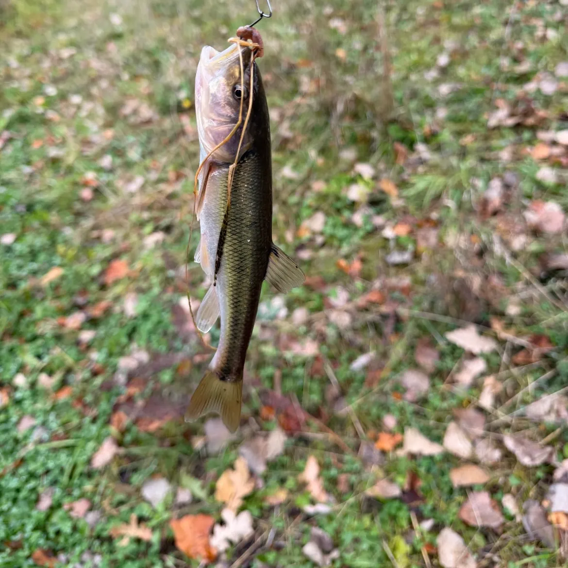 Creek chub caught on Fishbrain