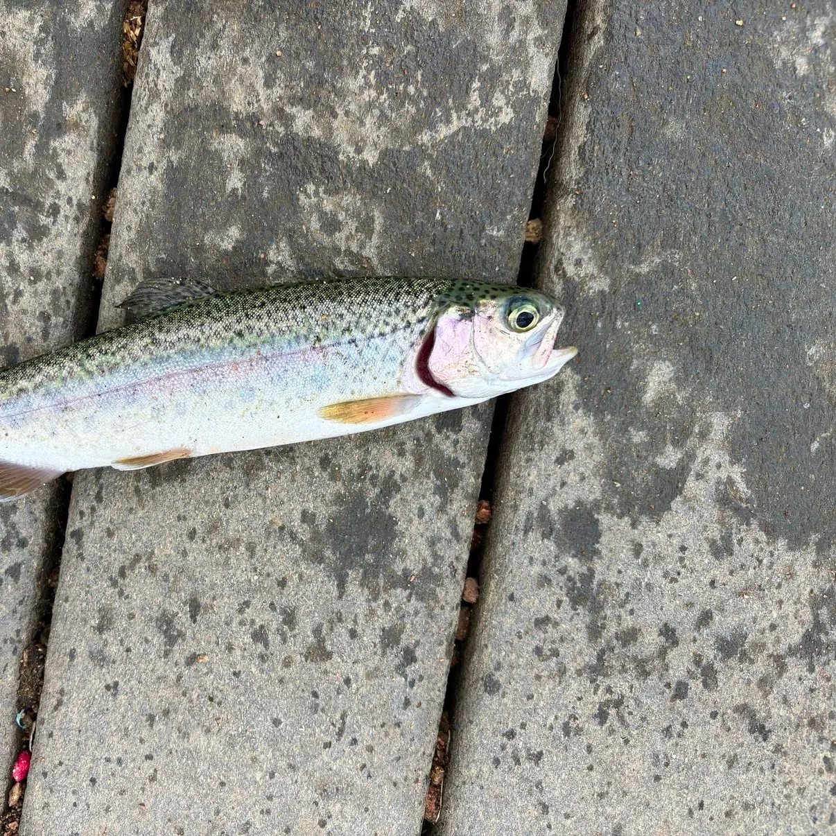 Cutbow caught on Fishbrain