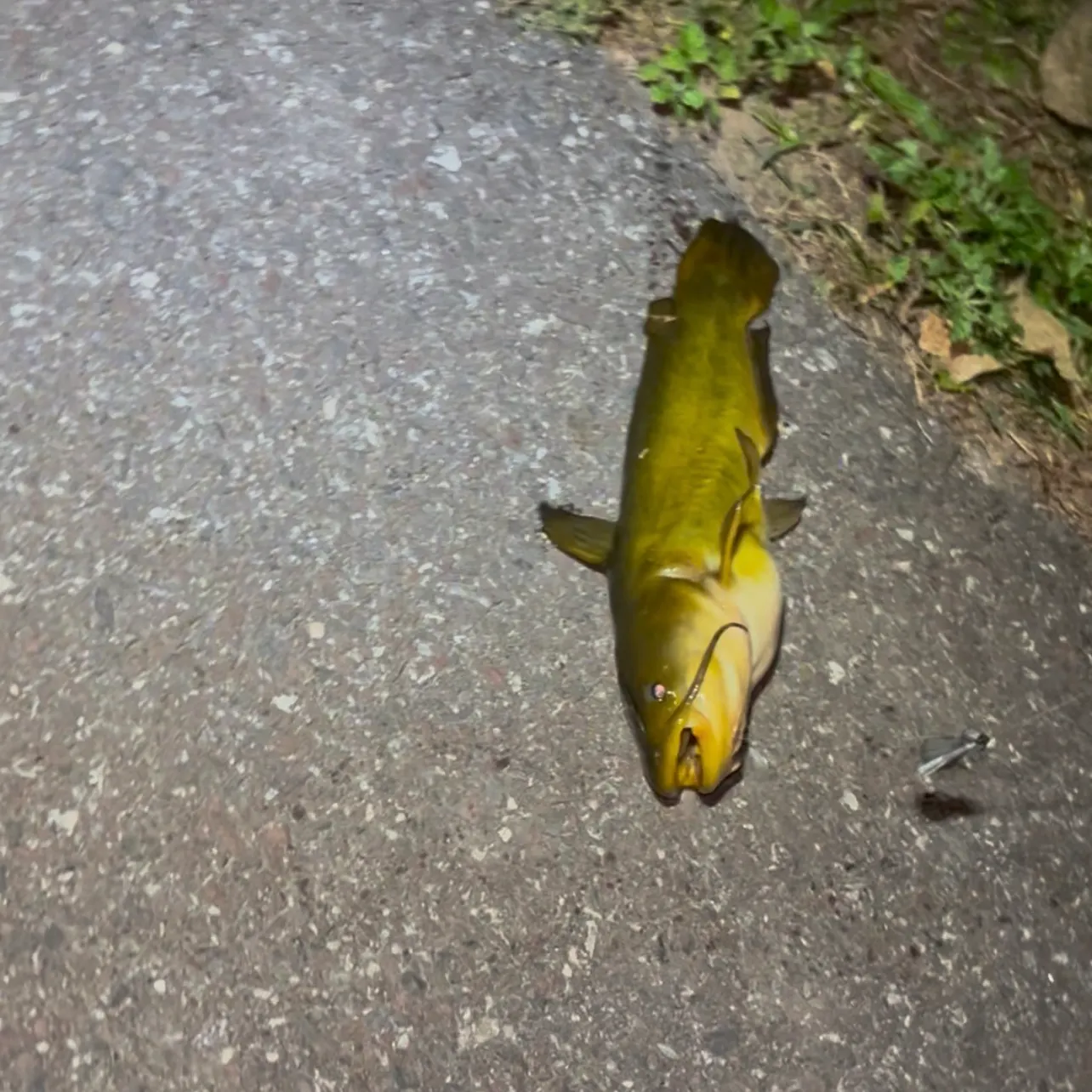 Yellow bullhead caught on Fishbrain