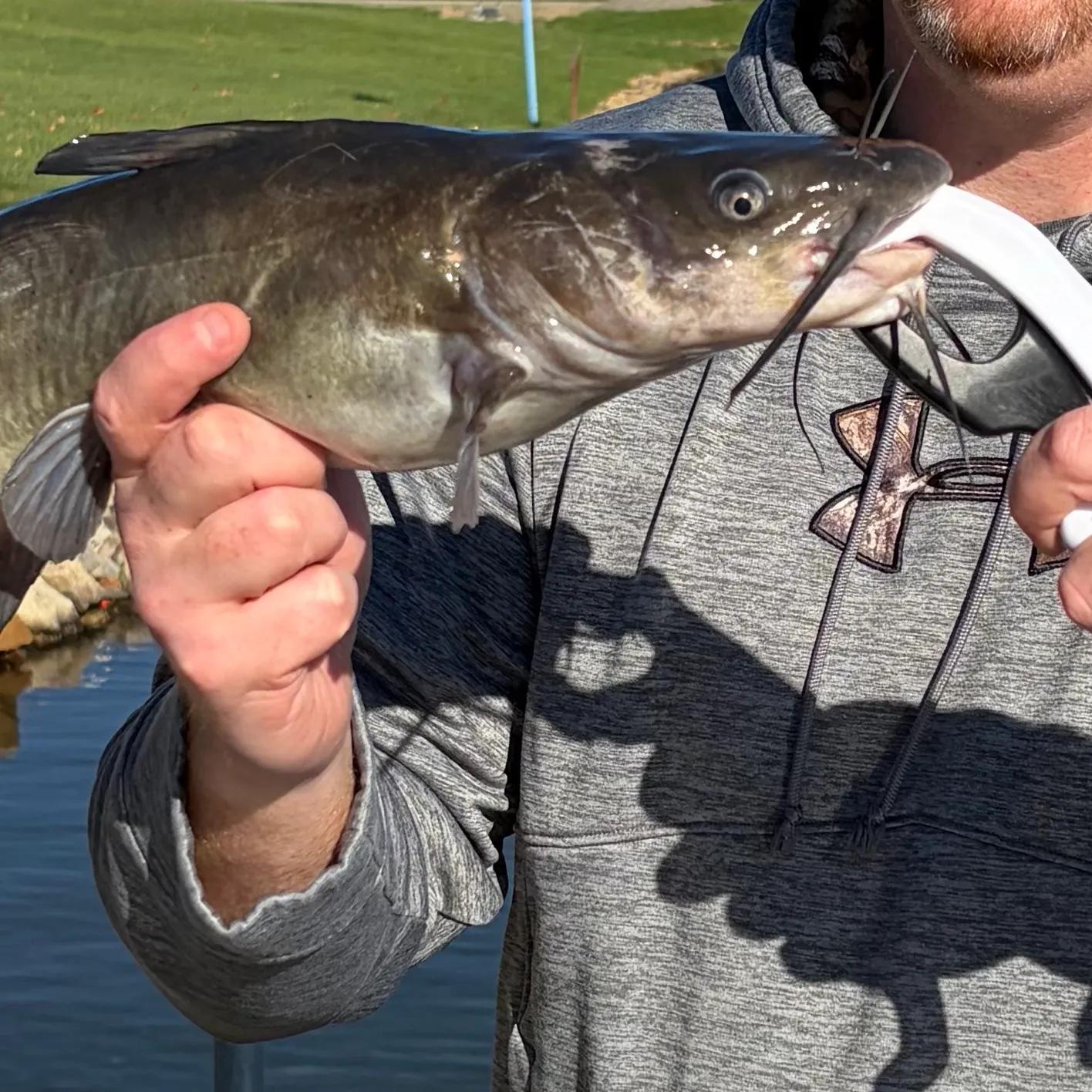 Channel catfish caught on Fishbrain