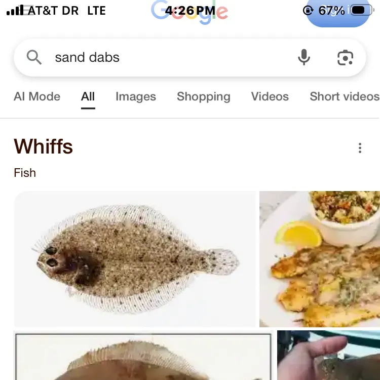 The most recent Pacific sanddab catches on Fishbrain