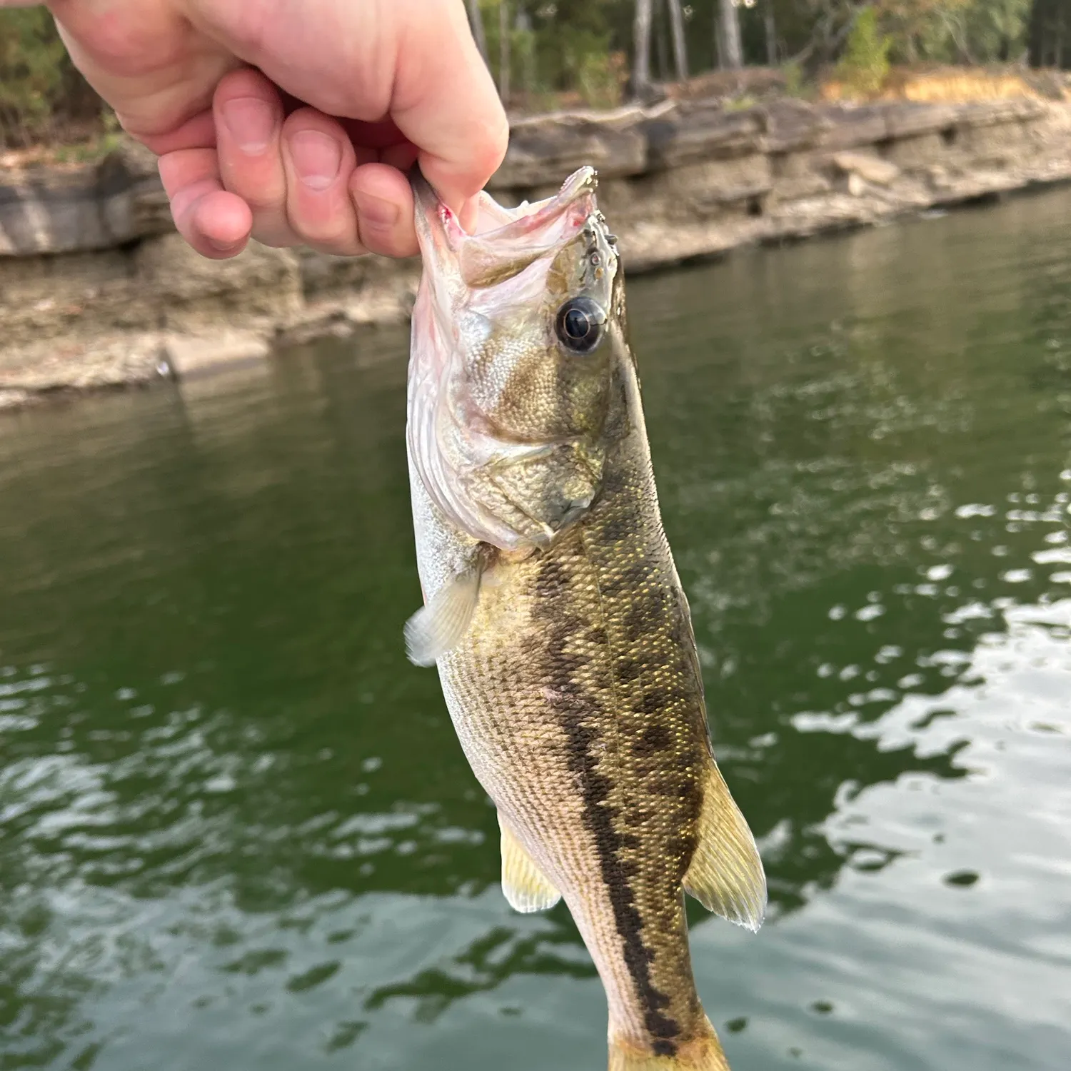 Fish caught on Fishbrain