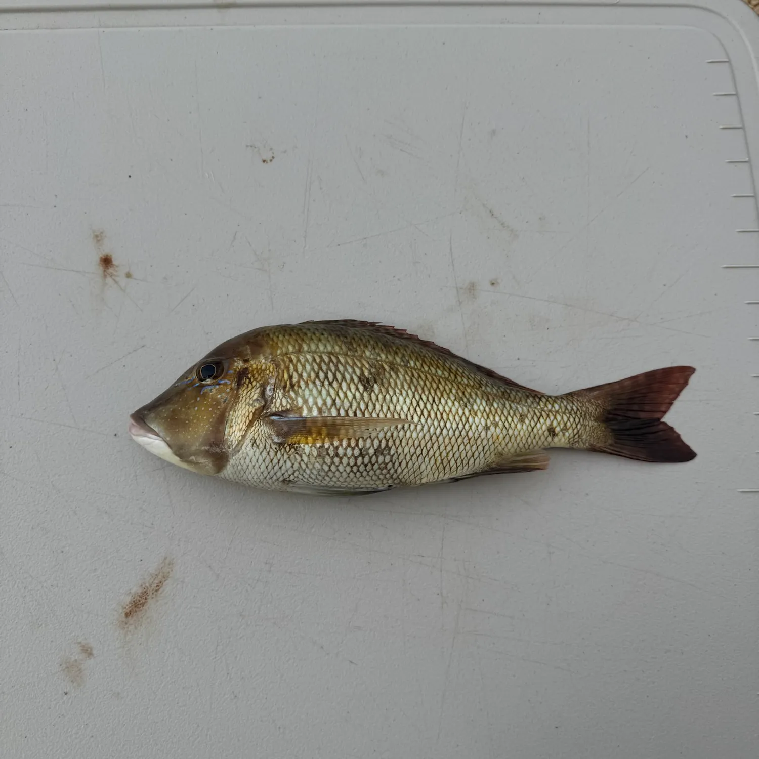 The most recent Grass emperor catches on Fishbrain