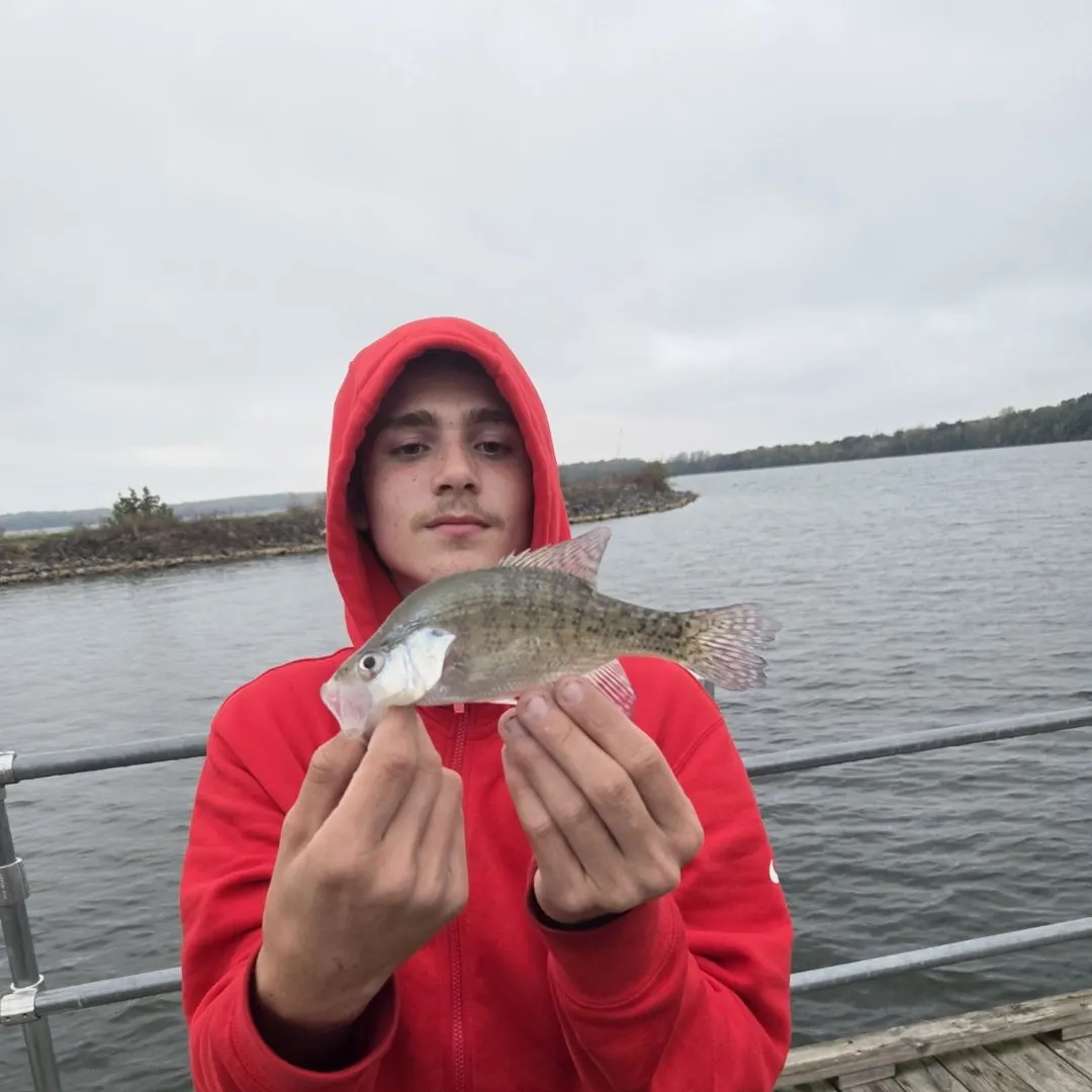 White crappie caught on Fishbrain