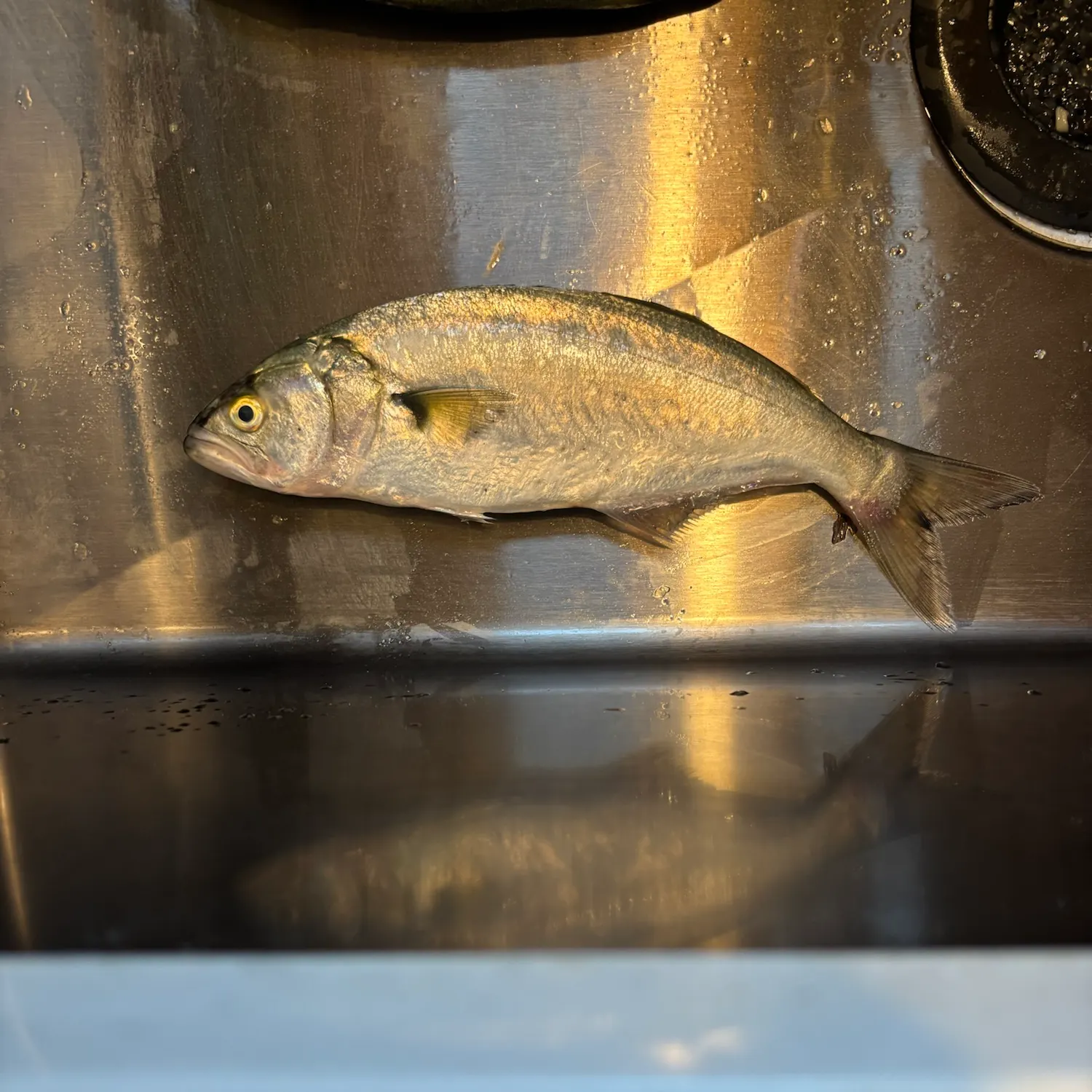 Bluefish caught on Fishbrain