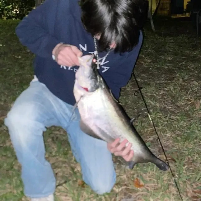 The most recent Clown knifefish catches on Fishbrain