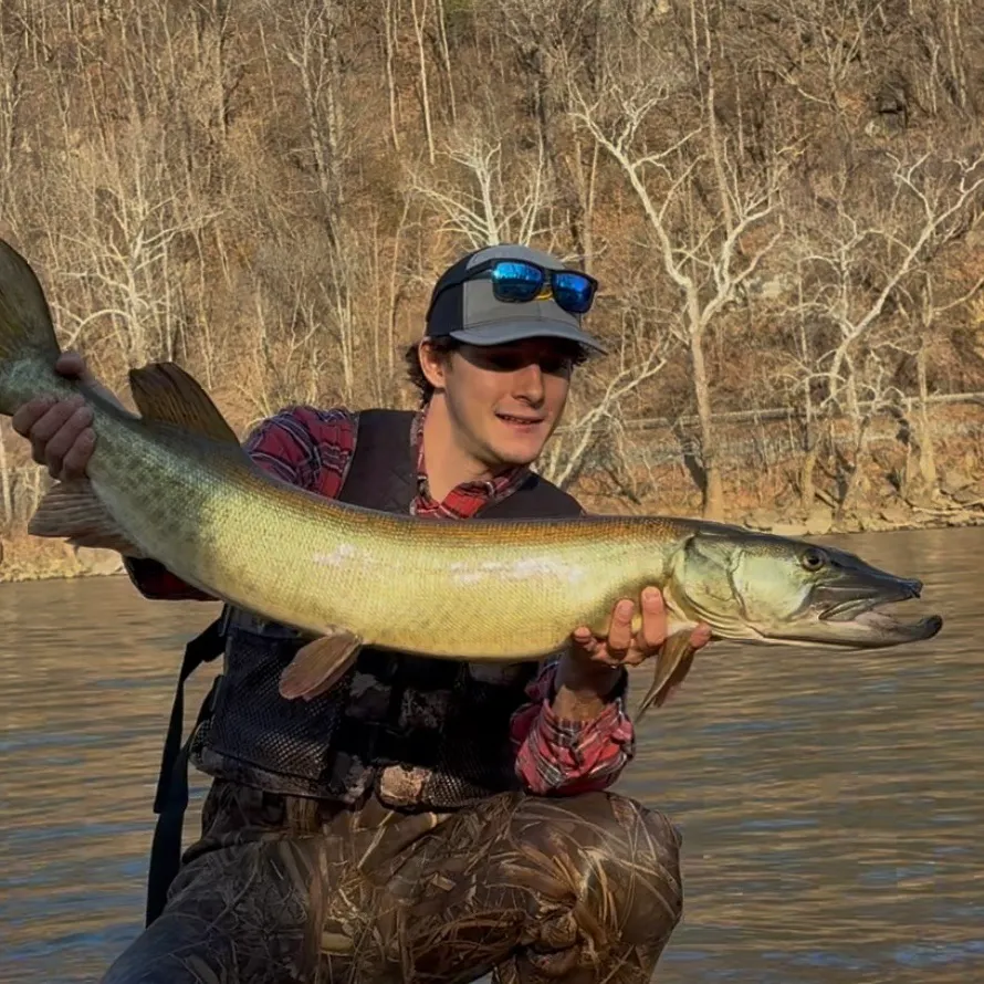 The most recent Muskellunge catches on Fishbrain