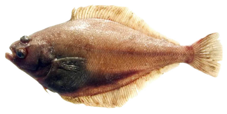 Pacific sanddab