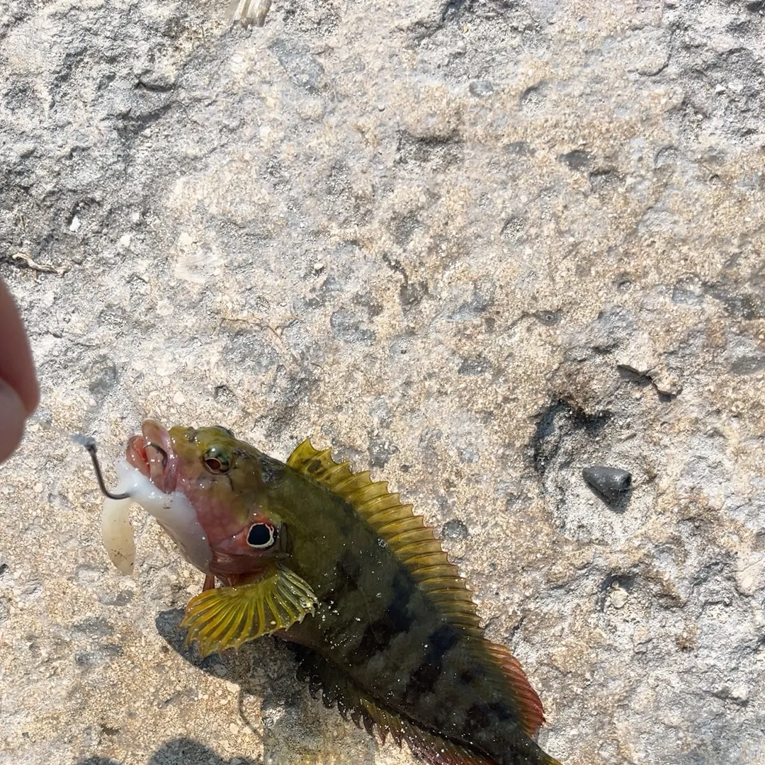 The most recent Hairy blenny catches on Fishbrain