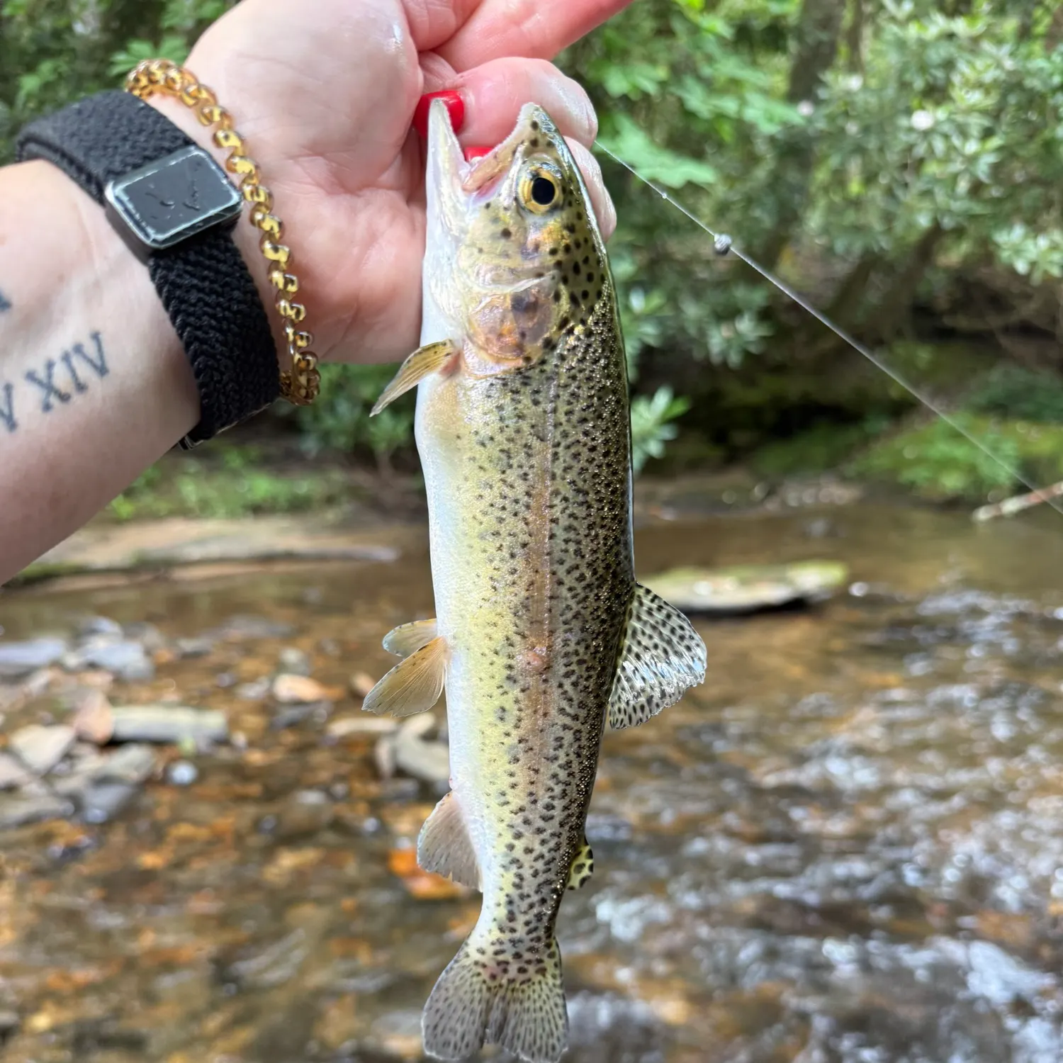 recently logged catches