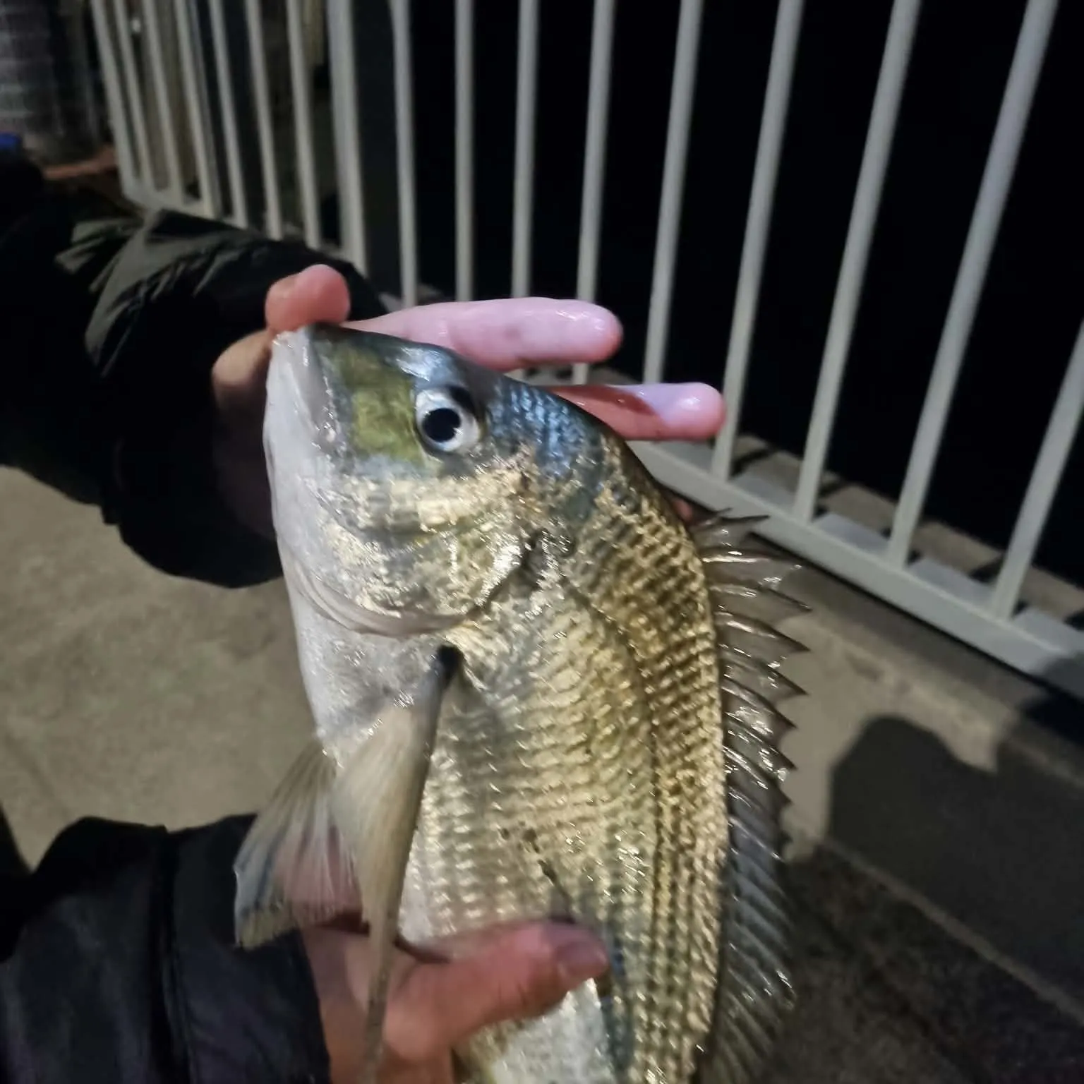 Surf bream caught on Fishbrain