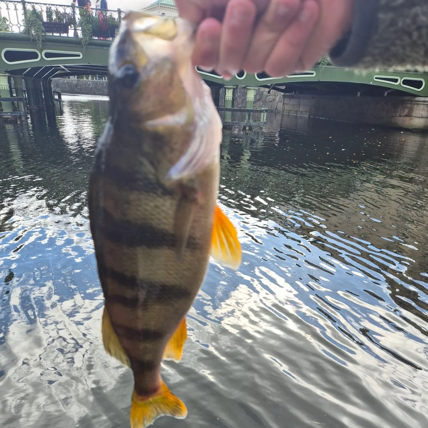 European perch caught on Fishbrain