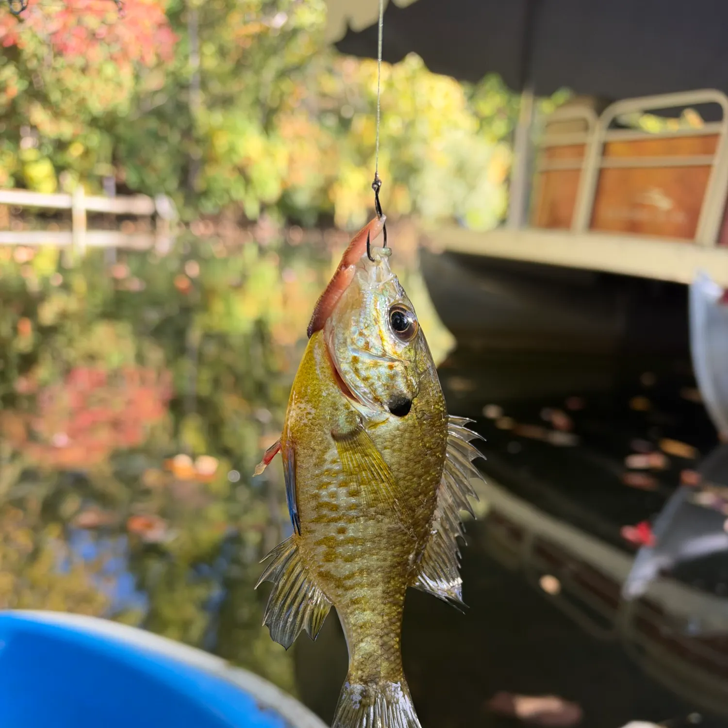 Bluegill caught on Fishbrain