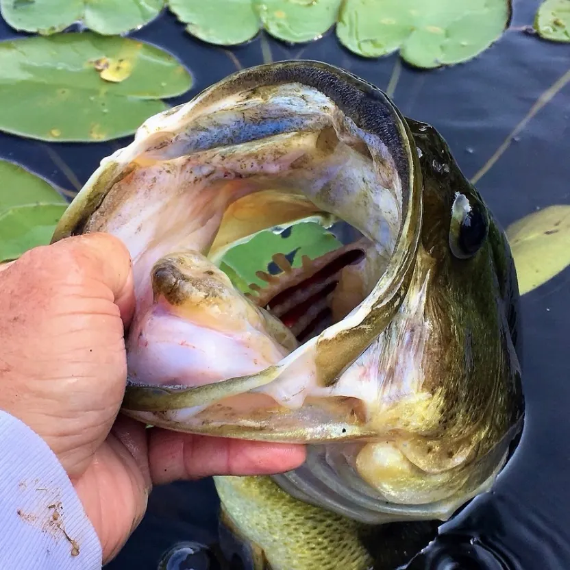 Largemouth bass caught on Fishbrain
