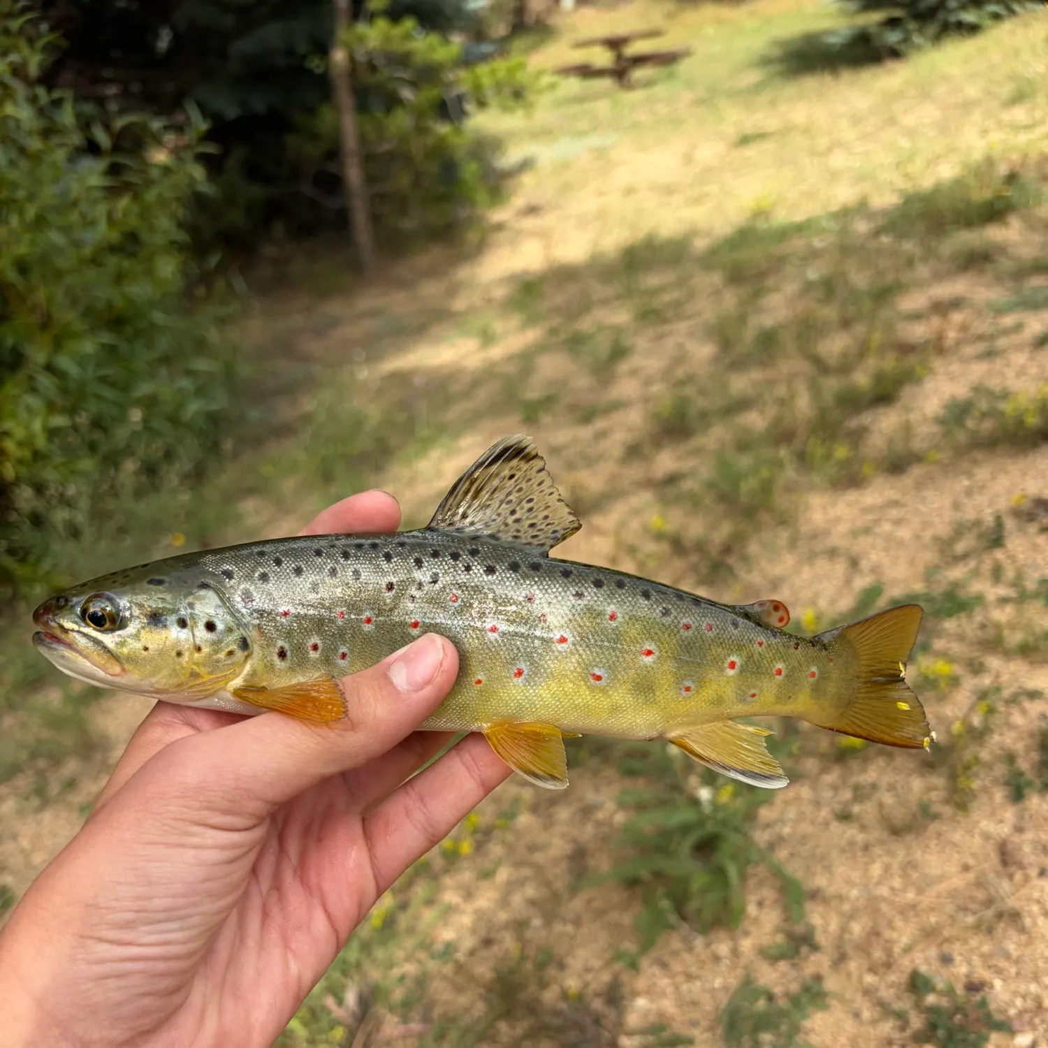 Brown trout caught on Fishbrain