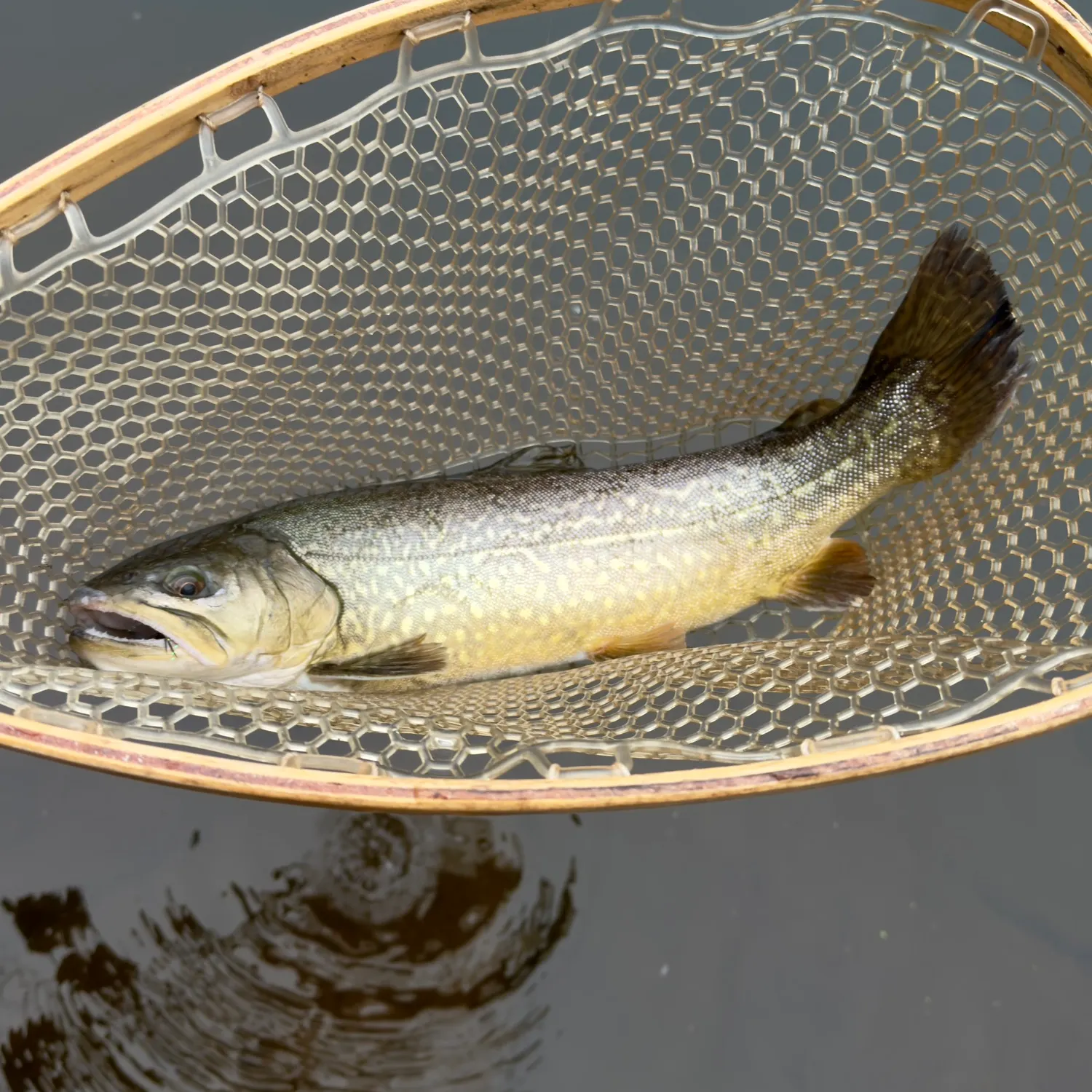 The most recent Tiger trout catches on Fishbrain