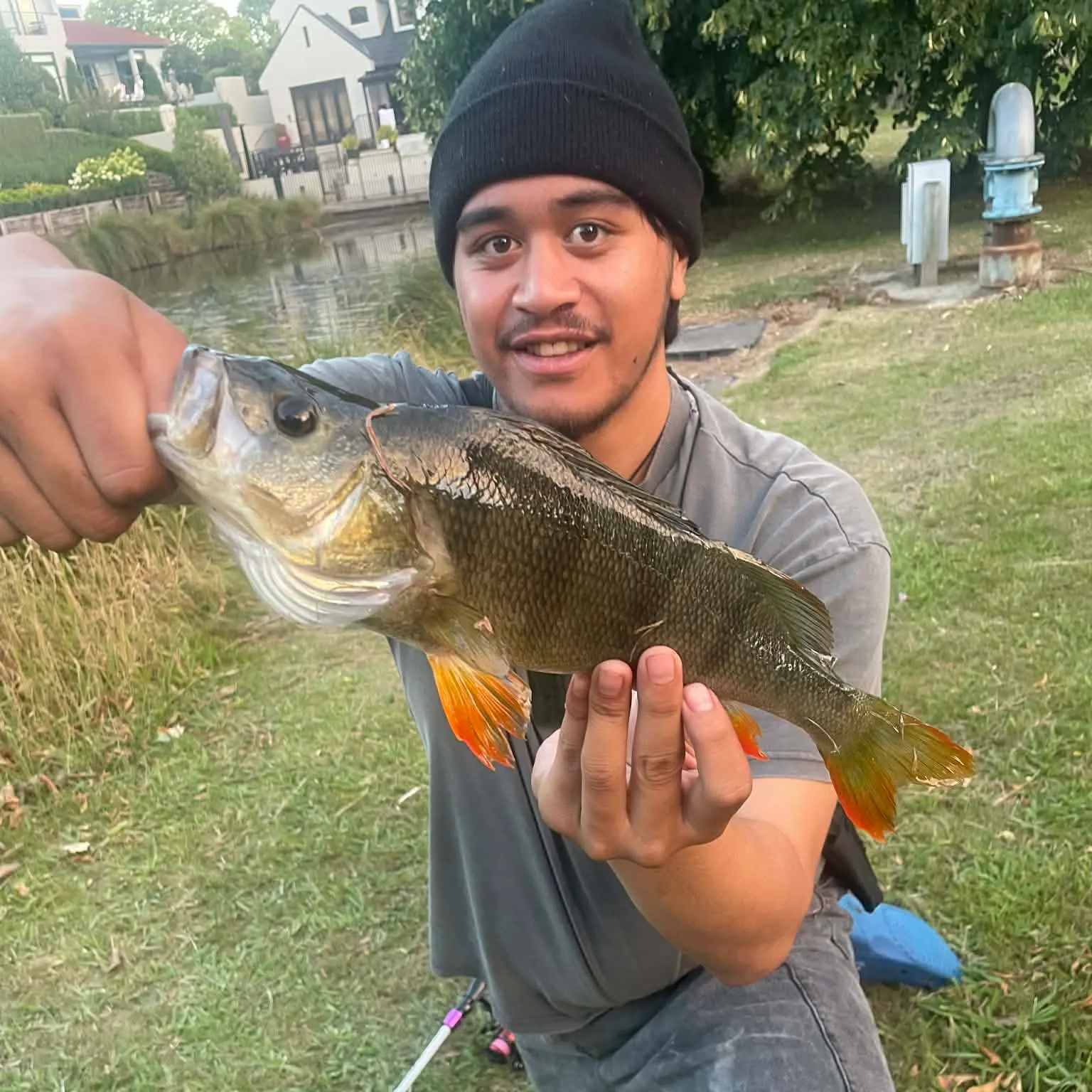 The most recent European perch catches on Fishbrain