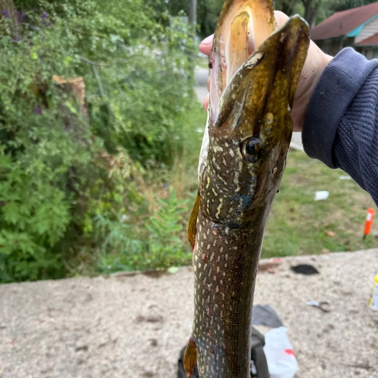 Northern pike caught on Fishbrain