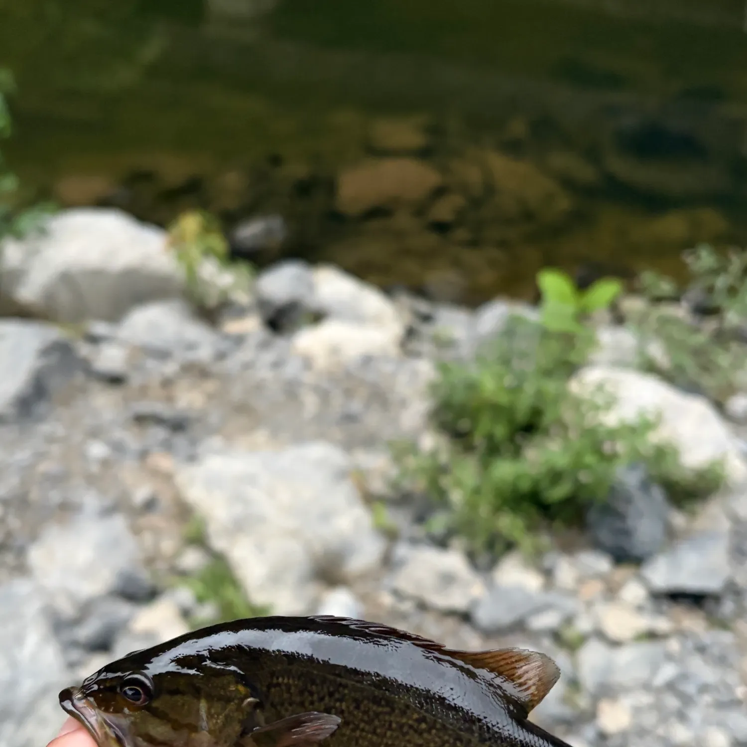 Smallmouth bass caught on Fishbrain