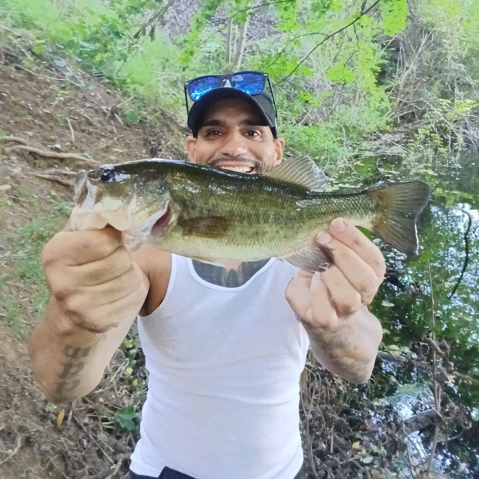 Largemouth bass caught on Fishbrain