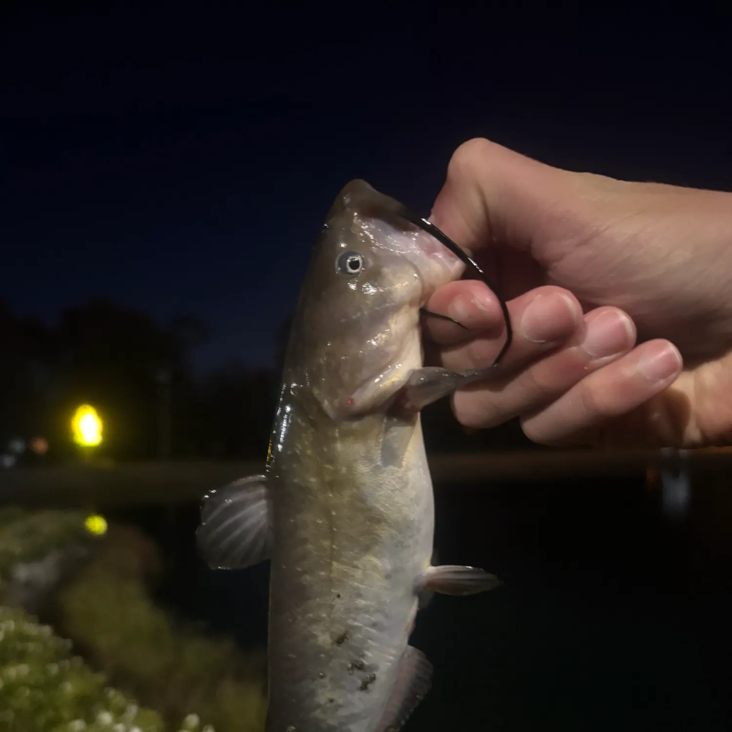 White bullhead caught on Fishbrain