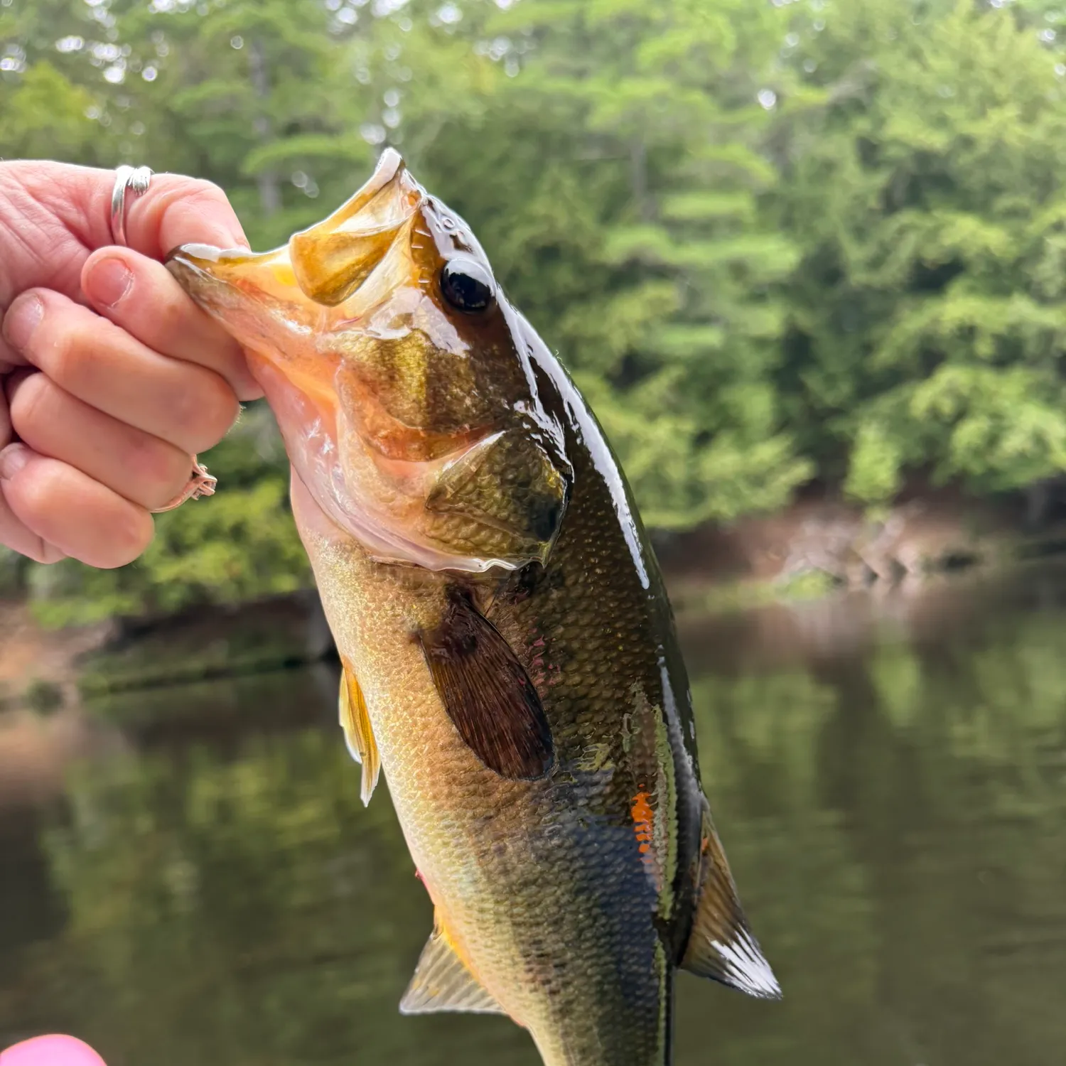 Largemouth bass caught on Fishbrain