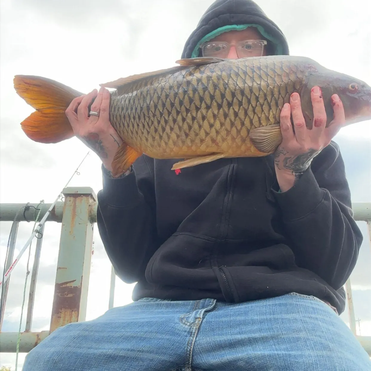 Common carp caught on Fishbrain