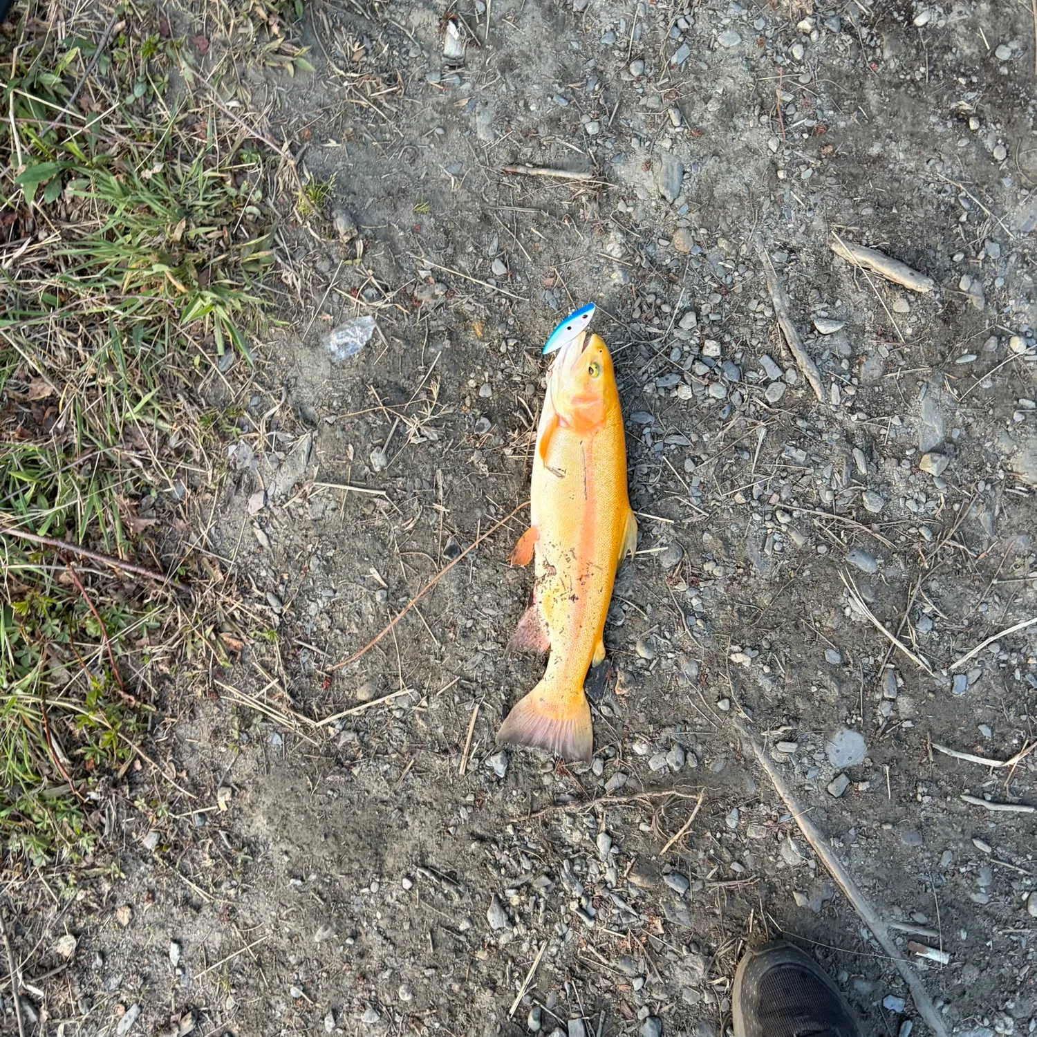 The most recent Golden rainbow trout catches on Fishbrain