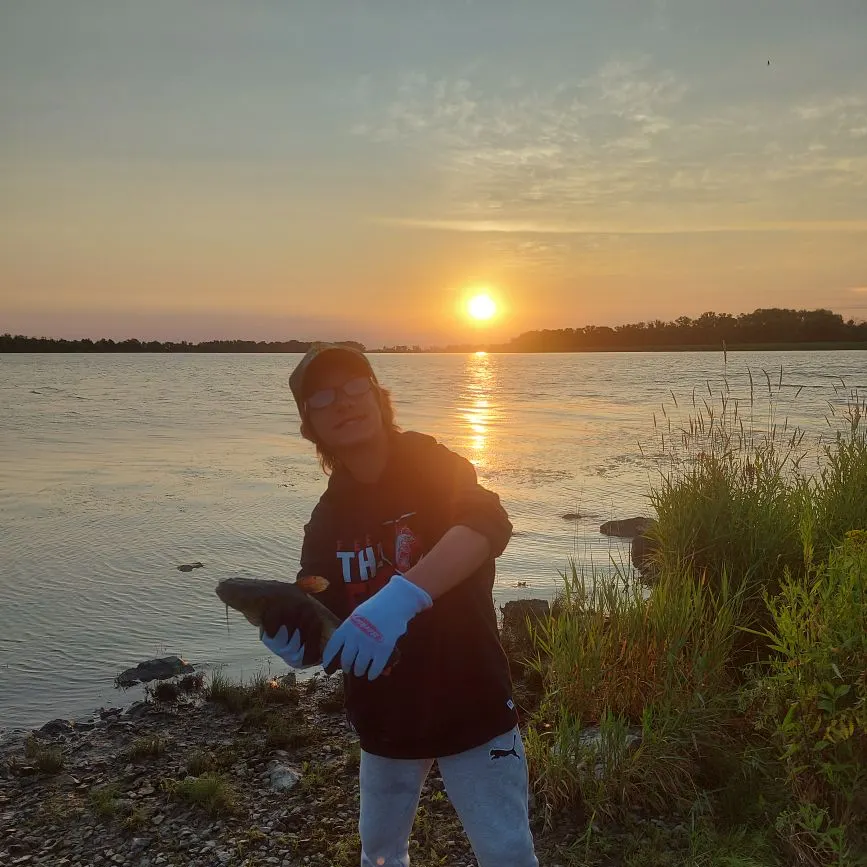 Brown bullhead caught on Fishbrain