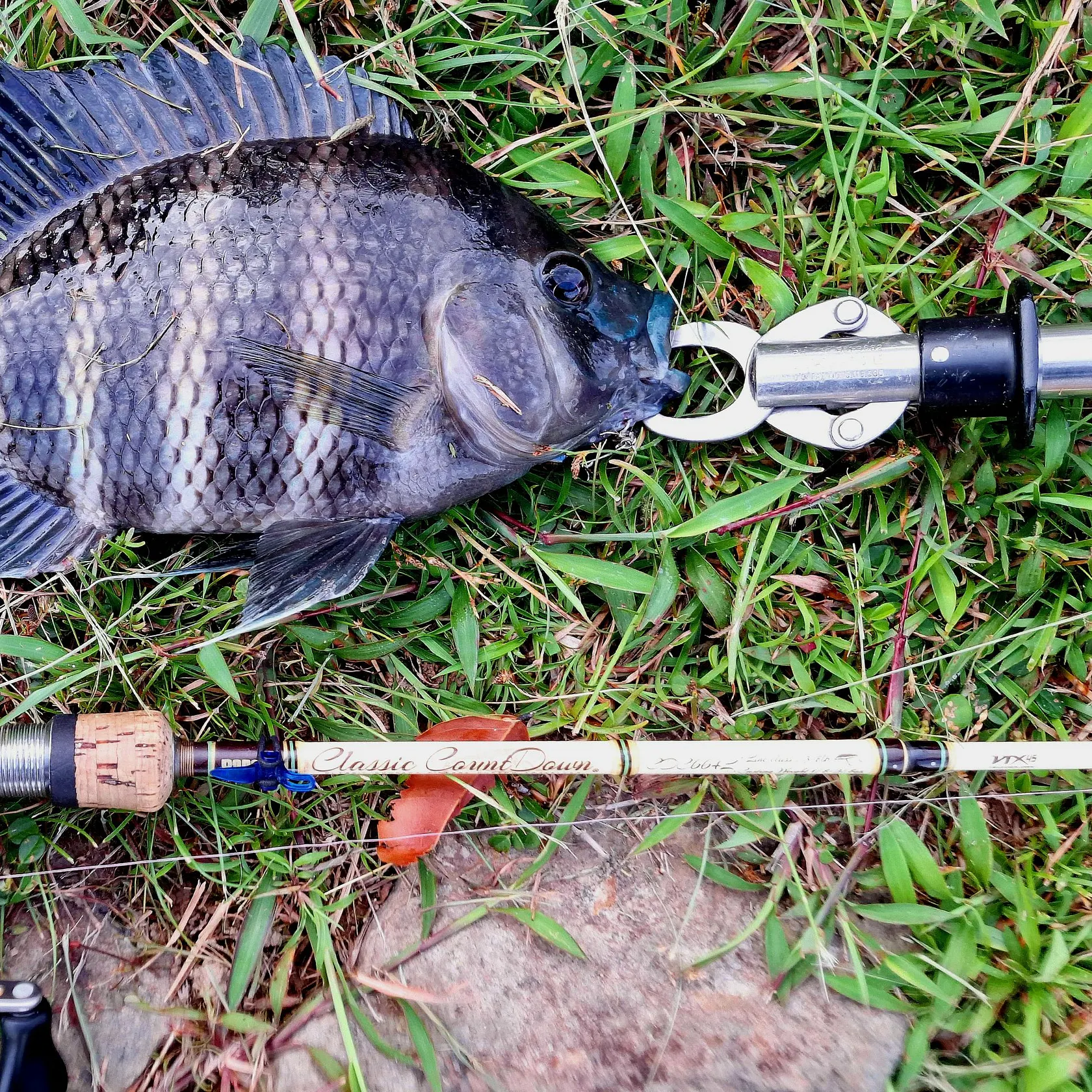 The most recent Zebra tilapia catches on Fishbrain