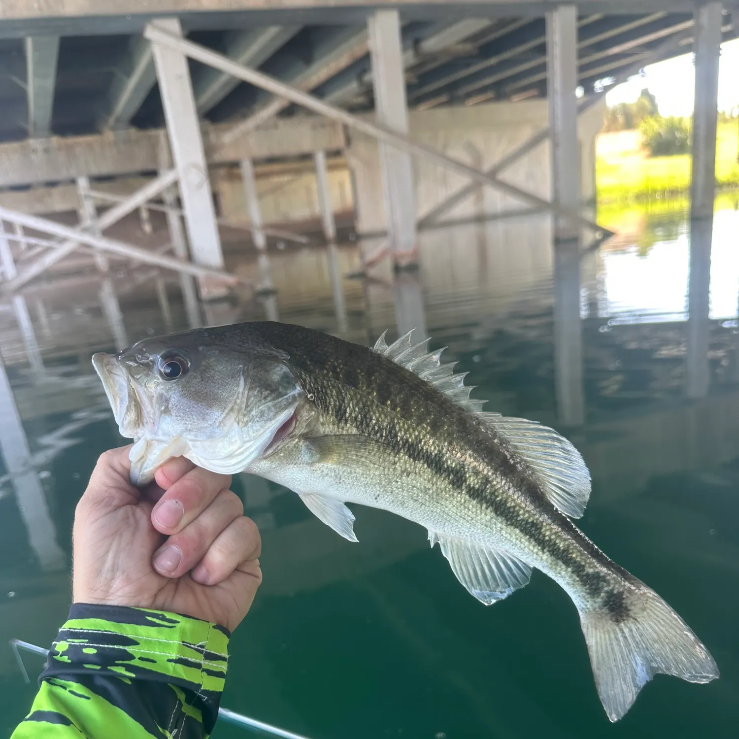 Spotted bass caught on Fishbrain