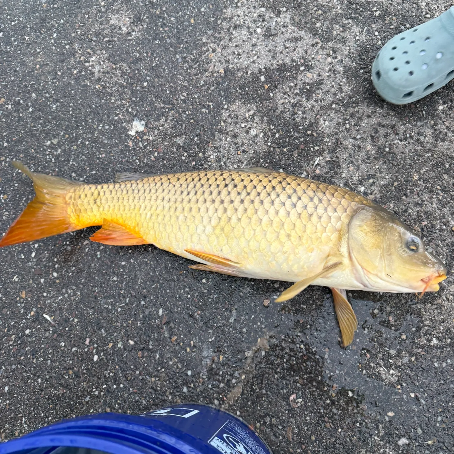 Common carp caught on Fishbrain