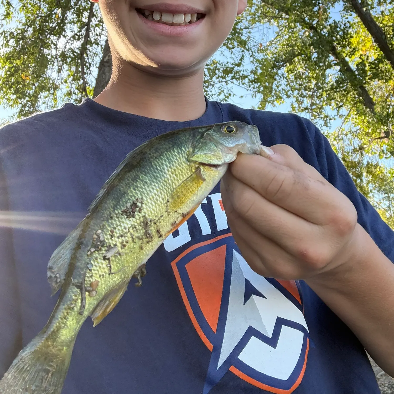 Yellow perch caught on Fishbrain