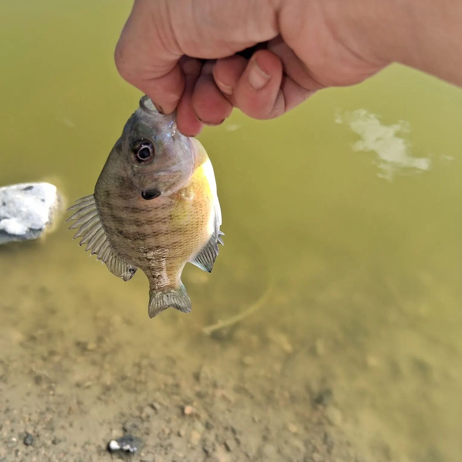 Bluegill caught on Fishbrain