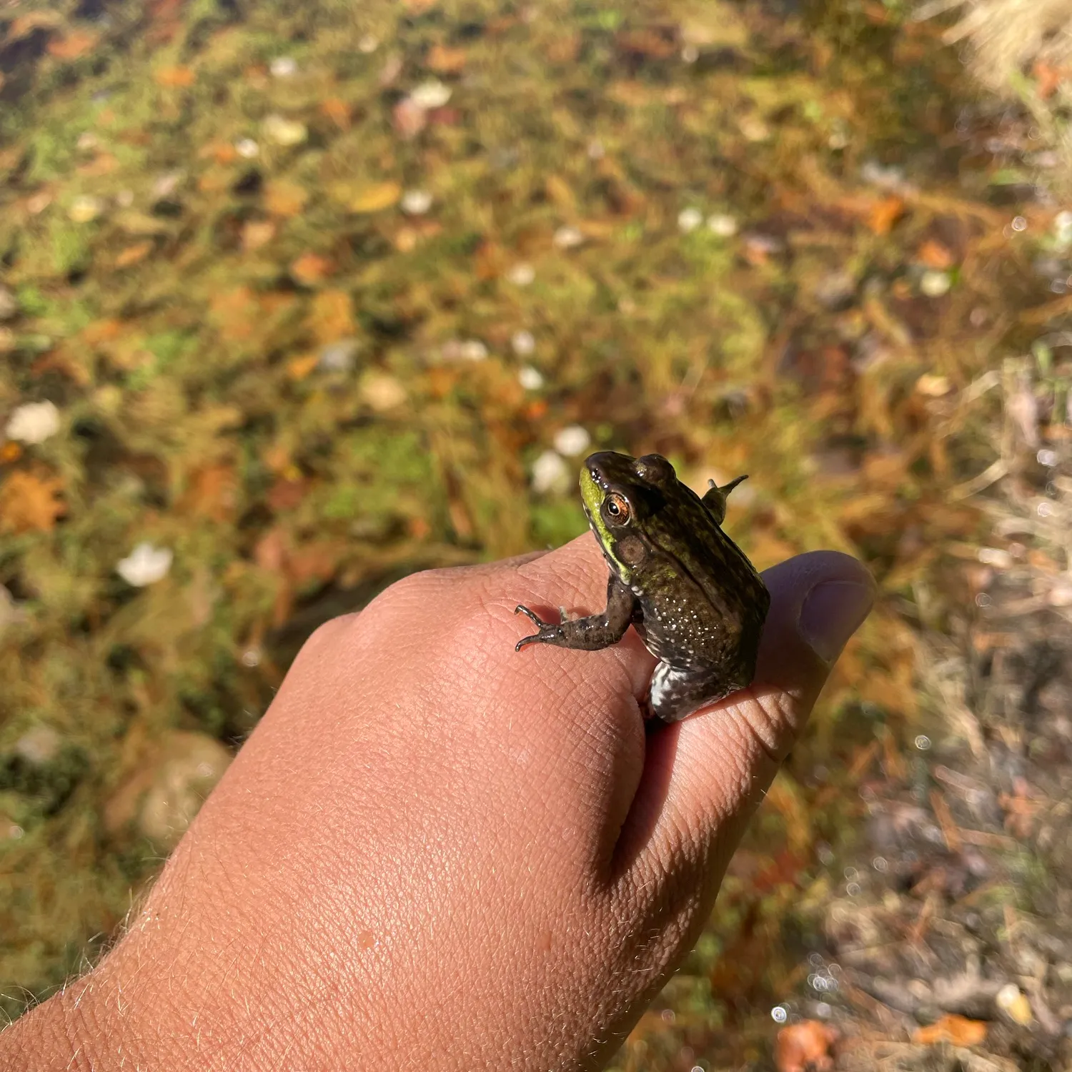 The most recent Green frog catches on Fishbrain