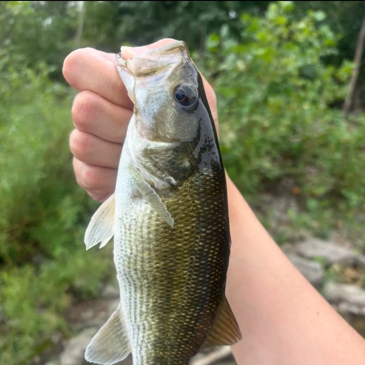 Spotted bass caught on Fishbrain