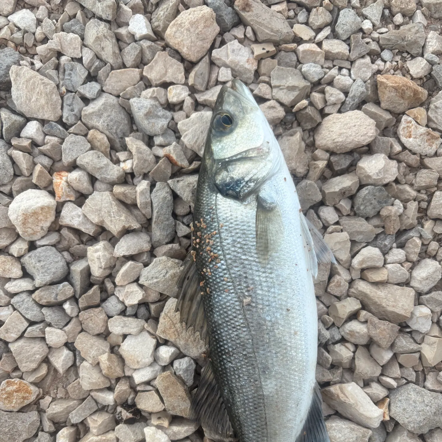 European seabass caught on Fishbrain
